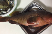 ワイの本日の釣果を見てくれ?（※画像あり）