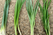 【画像】ニラとスイセンと草の見分け、ガチで難しすぎるｗｗｗｗｗｗｗｗｗｗｗｗｗｗ