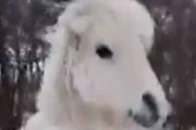【これはカワイイ】 雪の中を白い馬が走っていた。ランランラン♪ → 小さなお馬さん、スキップです…