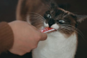 歯磨き効果のある猫用おやつ　少しあげてるけど 食いつきとおねだりがすごい。