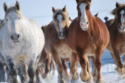 北海道にいる馬って寒くないの？？？