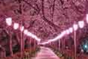 海外「これは本物なの？」 日本のライトアップされた夜桜に外国人が興味津々