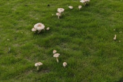 東京競馬場第1コーナーの芝生に毒キノコ生えてて芝ｗｗｗ