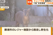【非常事態】千葉県には「キョン」と呼ばれる野生動物が、およそ7万頭も生息しています。