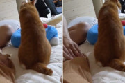 パパはママを、僕はドラえもんを…。　飼い主さんご夫婦の真似をしてマッサージする猫ちゃんが可愛い