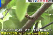 茨城県土浦市　一夜にして梨2700個あまりが盗まれる　 [8/22]