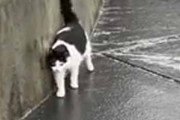 【ちょっと大変】 ３匹の猫が散歩に出かける。今日は気温が低くて地面は凍っていた → ４ＷＤはこうなります…