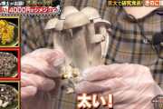 【朗報】芦田愛菜さん、キノコで大喜び【画像あり】