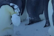 BBCスタッフ、凍りついたペンギンを見殺しにできず「野生に干渉しない」ルールを破って救出する