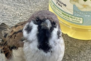 【悲報】スズメさん、ヒトカスを舐め腐った表情で見つめる