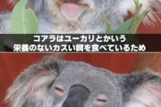 【画像】コアラさん、予想以上に馬鹿だったwwwwwww