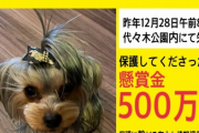 【緊急クエ】代々木公園内で疾走した犬を見つけたら500万！！！！