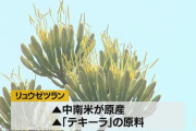 30年に一度だけの開花・花店で「リュウゼツラン」咲く【山形・酒田】