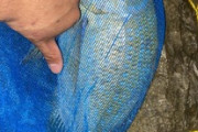 【フエフキダイ】釣れた釣れた釣れた！！！！（※画像あり）