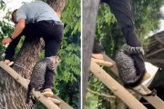 「怖いよー！絶対離さない！」木から降りられなかった猫が、助けに来た人の足にしがみついて離れない姿が可愛い