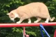 【ネコ】 女の子がブランコに乗っていた。猫がその上を歩いてくる。いったい何が始まるんです？ → こうなる…