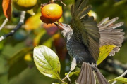 【兵庫・丹波篠山市】秋の味覚を”フライングゲット” 甘党のメジロやヒヨドリ　よく熟れた柿だけ堪能