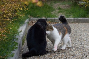 【ねこ画像】公園のねこ、おばあちゃんねこ【再】