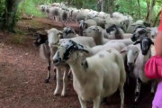 フランスの森で出会った女性「どうしよう、ジョギングしてたら羊の群れがついてくるの…」