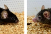 韓国人「日本人が発見したiPS細胞を使い米国の老化研究チームがネズミの『若返り』に成功‥（ﾌﾞﾙﾌﾞﾙ」→「日本の幹細胞技術は本当に越えられない壁」　韓国の反応
