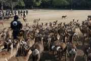 【悲報】奈良公園の鹿さん「うおおお！ 人や！ あそこに人がおるぞ！！」→