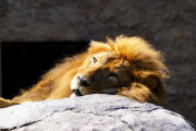 アメリカの動物園、園内全てのライオン・トラがコロナ感染ｗｗｗｗｗ