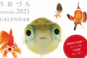 【新商品】熱帯魚の可愛い“正面顔”を集めた「カレンダー うおづら / UOZURA 2021」が発売開始