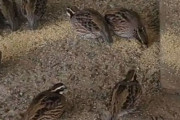 鳥小屋に入ったら映画「マトリックス」のような気分になった…鳥たちが一斉に不思議な行動をする