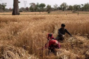 小麦の生産量世界2位のインド、小麦の輸出停止