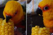 プリプリの新鮮なトウモロコシにだけ「美味し！」とコメントしてくれる、グルメなインコさん