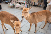 【奈良の一押しアピール】「タダでシカ触り放題です」←これ