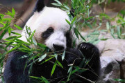 パンダ不在、長期化の恐れ　中国の対日「外交カード」に
