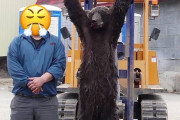 【悲報】道民「ヒグマを駆除したぞ！」→あの界隈からボロクソに叩かれてしまう・・・・・・・