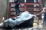 【動画】体を洗ってもらうのが上手すぎる象さん、飼育員に超協力的な姿勢を見せる。