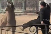 中国の動物園で2頭のカンガルーがケンカ。職員が仲裁に入りブチ切れてシャベルを振り下ろす
