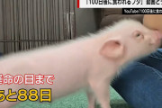 【速報】100日後に食われるブタ、フィクションだった。なお、コメ欄に外人が殺到し海外で炎上しそう