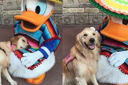 ディズニーランドが大好きな介助犬。ドナルドダックに出会いぴったりと寄り添い、幸せの表情を見せる（アメリカ）