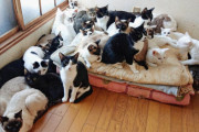 愛護団体「犬猫が大量に捨てられてる！このままじゃ殺処分！！みんな助けて！！！」動物好きワイ「一匹飼うで！」愛護「！！！」