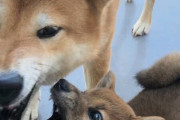こんにちは、4歳の雌を飼ってて、先月末に新しく仔犬を迎えたのですが、こんな大変でしたっけ？(笑)【再】