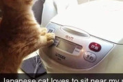 外国人「日本猫を飼ってるが炊飯器の前で匂いを嗅いでる…」