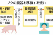 動物臓器の移植指針案を作成へ25年度、国内実施見据え研究班(共同)