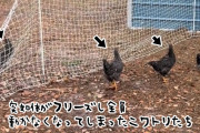 鳥マトリックス？ニワトリたちの動きが突如止まってしまう驚きの光景。その理由とは？
