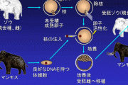 【朗報】マンモスの復活、いけそう