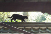 【ねこ画像】神社のねこのおさんぽ、おそとのねこ・・・？ ほか