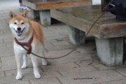 【柴犬画像】公園のわんこ、ごろごろ柴、お手伝い柴 ほか