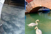 【朗報】ヴェネツィア、水が綺麗になり鳥が悠々と泳ぐ