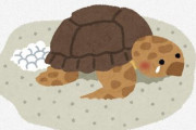 海亀の卵を保護してはいかん。｢卵を動かすと逆にふ化する割合が下がることが最新の研究で分かった｣ → 浜に放置で孵化率下がりました