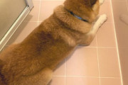 【悲報】ワイのイッヌ、風呂場から動かない（※画像あり）