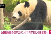 上野動物園のパンダのために作った『パンダの森』たった5年で終わるｗｗｗｗｗ