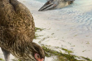 【古生物】最古の「現生鳥類」の化石を発見、6670万年前　カモとニワトリの特徴を併せ持つ「ワンダーチキン」